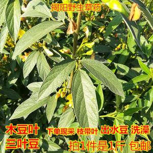 木豆叶新鲜 出水豆皮肤洗澡树黄豆 野生中草药三叶豆现采500g包邮