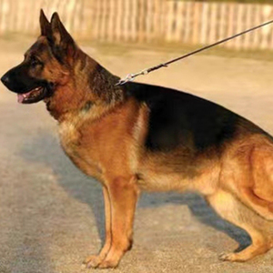 纯种德国牧羊犬活体德牧幼犬黑背犬军犬警犬看家护院大