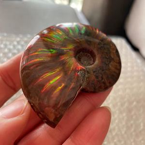 天然海螺化石斑彩螺吊坠手把玩摆件宝石裸石情侣时尚饰品孩子科普