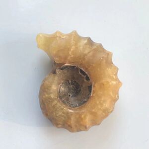 天然海螺化石羊角螺玉化螺菊螺菊石摆件挂件风水大师推荐招财转运