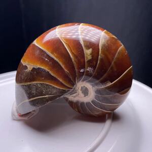 海螺化石玉化螺摆件吊坠把玩情侣饰品宝石裸石家具客厅装饰现货