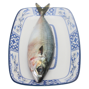 厚今海鲜 冰鲜青花鱼 刺身料理 新鲜到家 坏单包赔