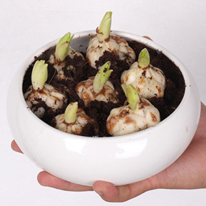 龙牙百合种球食用