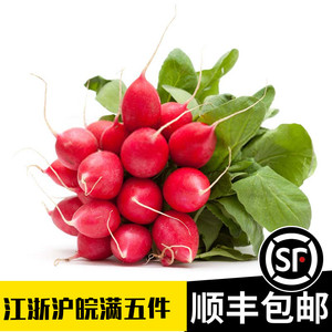 新鲜樱桃萝卜迷你红皮小萝卜水果糖醋萝卜食用蔬菜沙拉圆萝卜500g