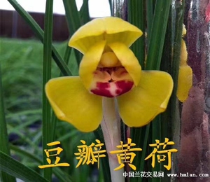 莲瓣兰 阳台绿植盆栽花卉 豆瓣兰 黄荷 老种兰花苗