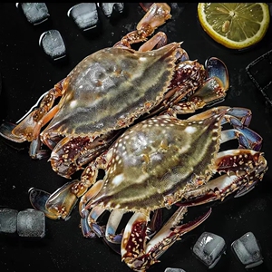 4斤装野生海捕带黄大母梭子蟹海鲜特大水产飞蟹白蟹急冻顺丰包邮