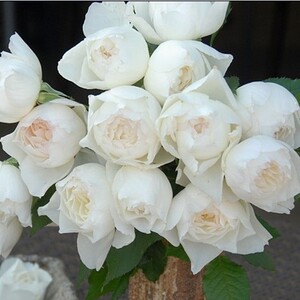 小乔月季园 心之水滴 白色 灌木月季 扦插小苗 包对版