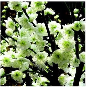 绿色梅花