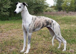 猎兔犬幼犬纯种活体格力犬惠比特犬细犬猎兔狗灵缇犬格惠犬猎野鸡
