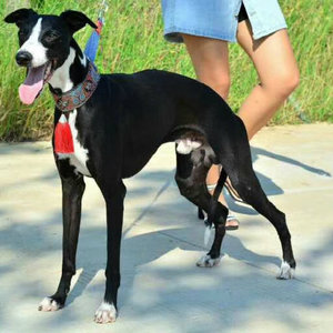 格力犬幼犬活体纯种猎兔犬灵缇犬幼崽惠比特犬意大利小灵缇细狗