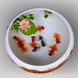 养金鱼的盆