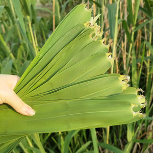 湖北洪湖当天现摘发新鲜芦苇叶农家粽子叶野生粽叶包粽子端午节