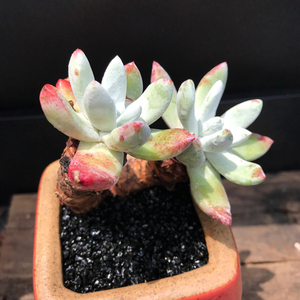 苹果叶初霜仙女杯多肉植物云南多肉直播一物一拍昆明神琦的哆肉