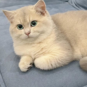 金渐层幼猫纯种英短蓝银渐层矮脚猫英国短毛赛级长毛宠物活体猫咪