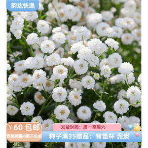 【种子】多年生  菊科 朵朵小棉花团  重瓣珍珠蓍草 钻石 10粒