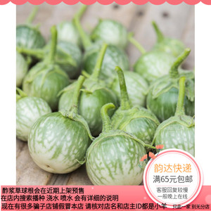 【种子】进口种子  适合盆栽    泰国小圆茄子 5粒