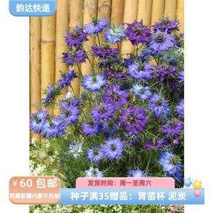 【种子】新花色  紫罗兰深蓝浅蓝/渐变色黑种草 穆迪布鲁斯 10粒