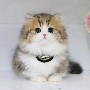 曼基康英国短毛猫猫舍血统纯种幼猫虎斑拿破仑小奶猫蓝白起司猫咪