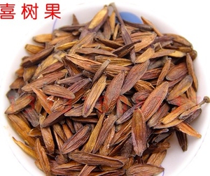 中药材 喜树果 喜树子 500克