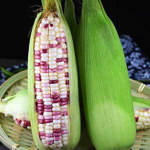 云南现摘新鲜花糯玉米10斤装蔬菜鲜玉米粘甜玉米牛奶甜脆整箱包邮
