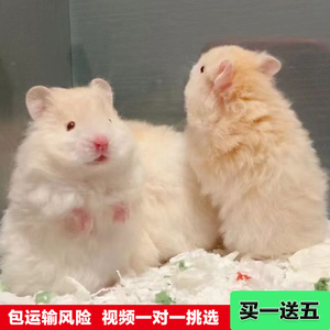 家养长毛面纹蜜波利金丝熊活物疫苗学生宿舍好养随身携带小宠物