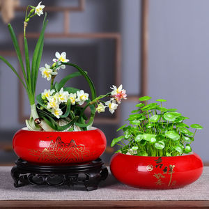 新年装饰红色春节水仙花水培花盆铜钱草金钱草专用陶瓷水养一叶莲