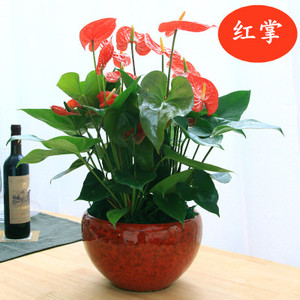 红掌盆栽植物室内白掌一帆风顺水培植物四季常青好养的花年宵花