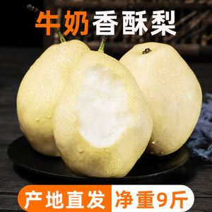 山西牛奶香梨5斤大果红香酥梨水果新鲜蜜梨子当季雪梨孕妇水果10