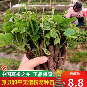 粉葛根苗葛根种植苗广西藤县正品细叶无渣种苗子葛藤绿化苗木护坡