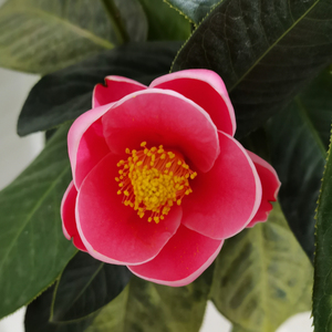 四季越南抱茎茶耐寒 常年开花粉色纯红色海棠抱茎茶花苗盆栽绿植