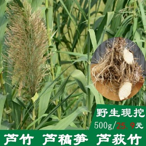 新鲜芦竹根 荻芦竹根 芦篙笋根 野生中药材【非芦苇根】 500g包邮