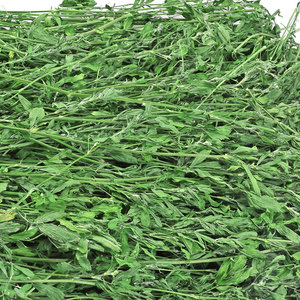 兔粮草紫花苜蓿草