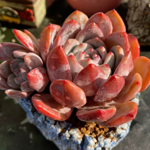 精品多肉 橙梦露老桩大单头群生多肉植物 一物一拍 桌面盆栽