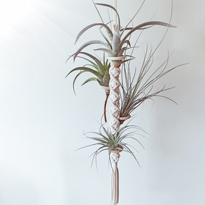 hyggel 空气凤梨吊挂空凤手编挂架空气植物悬挂底座手工材料包