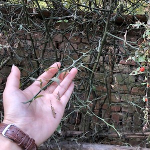 造刺树苗枳壳苗铁篱笆苗枸橘苗绿篱带刺防盗树苗柑桔嫁接苗