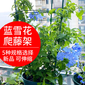 蓝雪花支架爬藤架山乌龟爬藤支架蔷薇花架阳台室外铁线莲小支架兰