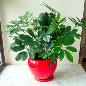 四级长青七叶莲客厅绿植发财树庭院盆栽招财树好养易活鸭脚木包邮