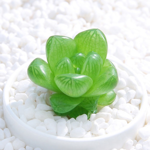 迷你多肉植物水晶玉露阳台办公桌绿色盆栽小萌物趣味容易养不含盆