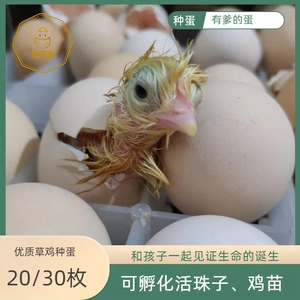 【20枚】草鸡种蛋受精蛋可以孵化活珠子鸡苗幼儿园家庭教育教学
