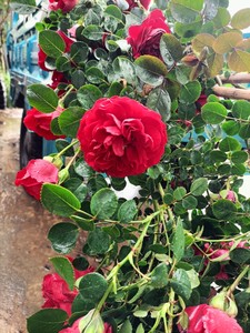 佛罗伦蒂娜月季红色耐热爬藤攀援阳台庭院盆栽花卉多季节开花小苗