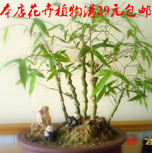 观赏竹子苗佛肚竹】状如佛肚/形状奇特/室内植物盆栽 大佛肚竹树