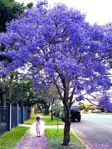 耐寒蓝花楹树苗珍贵稀有名树庭院别墅彩色绿化种植观花大型风景树