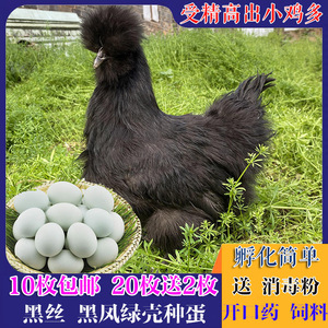 10枚包邮黑丝绿壳乌鸡蛋可孵化受精种蛋黑凤乌骨鸡绿皮乌鸡小鸡苗