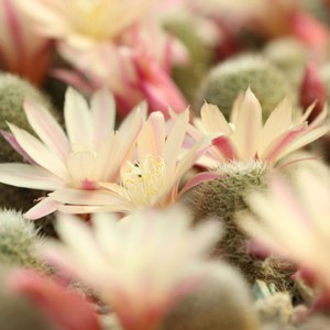 宝山属仙人球日出仙人掌科多肉植物易开花品种开花仙人球开花