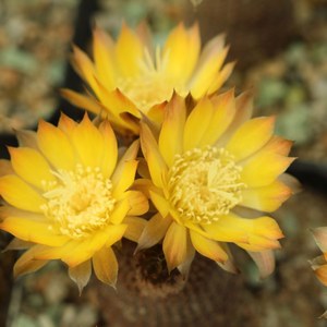 实生仙人球黑斜子母本一物一拍仙人球黑楔子lobivia famatimensis