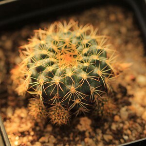 小狮子丸frailea schilinzkyana士童仙人球士童属实生仙人球夏种