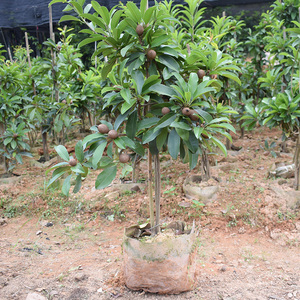 大果人心果苗树苗