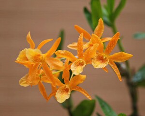 石斛兰盆栽洋兰大苗黄火鸟den. stardust fire bird不带花大苗