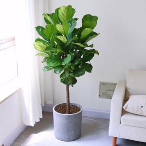 琴叶榕植物盆栽 大型绿植客厅绿化花卉办公室内阳台 上海绿植到家