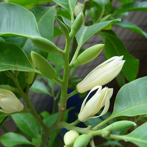 白兰花盆栽 白玉兰阳台庭院别墅大型绿植花卉 花期长四季常青植物